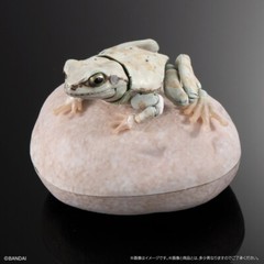 The Diversity of Life on Earth Tree Frog Figure 02 Set of 5 Complete Bandai