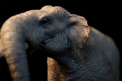 TNG Huanghe Flumen Stegodon Model Elephant Animal Figure Toys Decor Xmas Gift