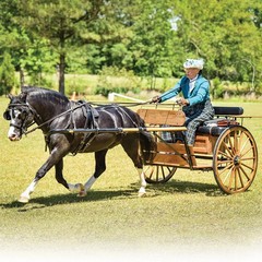 Horses Traditional Series Nistar Blazing Kansas LOM & GTF Blazing Ethel | 2 H…