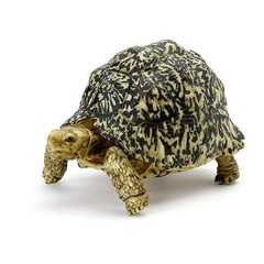 The Diversity of Life on Earth Turtle 01, 02 & 05 Figure Bandai Capsule Toy