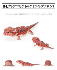 Creature Encyclopedia Japanese Gecko & Bearded Dragon Set of 5 Bandai Gashapon