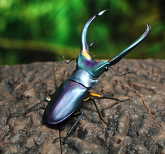 The Diversity of Life on Earth Advance Stag Beetle 02 w/ Display Stand & Wing