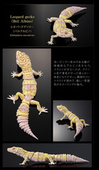 PSL The Diversity of Life on Earth Advance Selected Edition 02 Gecko Bandai