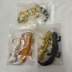 Bandai Illustrated Encyclopedia of Creatures Advanced Leopard Gecko 5 Types