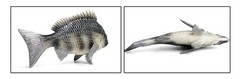 16.5cm Tilapia Fish PVC Toy Ocean Sea Animal Figure Kids Gift