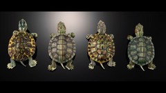 The Diversity of Life on Earth Advance Turtle 01 Figure Bandai Premium Gashapon