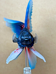 Bandai Capsule Toy Creature Encyclopedia Advance　Betta (Full Moon Blue & Red)