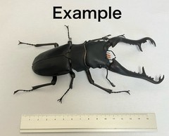 The Diversity of Life on Earth Giraffe Stag Beetle & Hexarthrius Mandibularis
