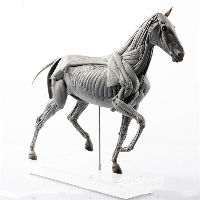 1:10 EVO Muscle Anatomy Animal Horse Model Educational Science Model Decoration