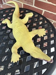 Toys R Us Maidenhead Large Realistic Lifelike Soft Rubber Alligator 2017 23”
