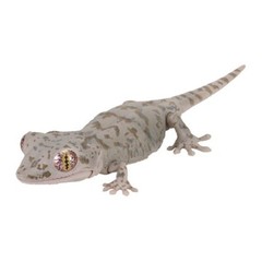 Creature Encyclopedia Japanese Gecko & Bearded Dragon Set of 5 Bandai Gashapon