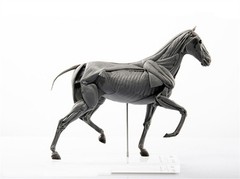 1:10 EVO Muscle Anatomy Animal Horse Model Educational Science Model Decoration