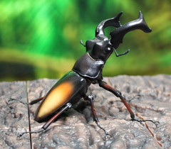 The Diversity of Life on Earth Advance Stag Beetle 02 w/ Display Stand & Wing