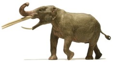 Konobelodon Prehistoric Elephant Ambelodon Non Dinosaur Model EoFauna Mammoth