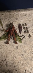 Huge Four Horsemen Cosmic Legions Loose Lot