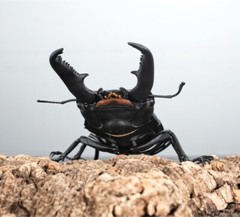 The Diversity of Life on Earth Stag Beetle 08 Action Figure Bandai Capsule Toy