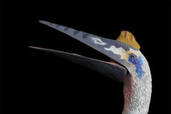 TNG Quetzalcoatlus Model Jurassic Dinosaur Animal Figure Toys Xmas Gift Decor