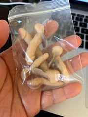 5 x 1/6 scale Light Suntan Skin GG Body Part For 12″ Male Figure Body PHICEN