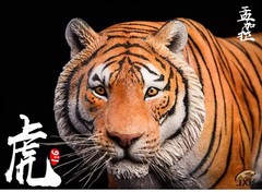 JxK 1/6 Bengal Tiger White Tiger Figure Animal Model Collect Toy Statue