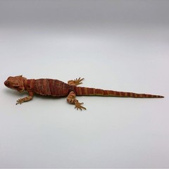 Living Creatures Encyclopedia Premium – Bearded Dragon (Red)