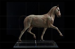 1:10 EVO Muscle Anatomy Animal Horse Model Educational Science Model Decoration
