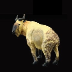 Takin Cattle Goat Animal Toy PVC Action Figure Doll Kids Toys Party Gifts