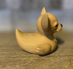 Chihuahua Duck