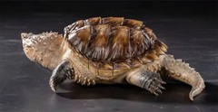 Bowuzhi Chelydra Serpentina Figure Tortues Animal Reptiles Turtle Model Gift Toy