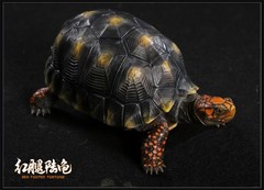 Np Common Box Chinese Three-striped Box Turtle Figure Tortoise Animal Model