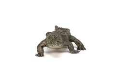 Papo Alligator – Hand Painted Figurine – Heirloom Quality Collectible (50254)