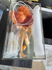 BLACK 13 PARK Set of Sense Package Set 1/6 Octopus Figures 12” Accessories