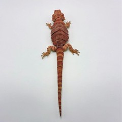 Living Creatures Encyclopedia Premium – Bearded Dragon (Red)