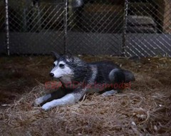 NECA 04905 Weird Variation Dog Accessory package 7 “Action Figure In Stock NEW