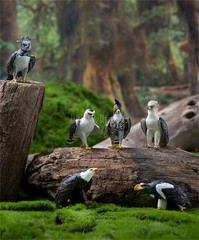 Wild Animal Raptor Series Philippine Eagle American Harpy Eagle Decoration Model