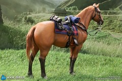 DID 1/6 Scale Brown-Red War Horse (Standing) for 12″ Figures E60082