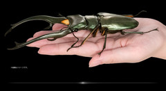 The Diversity of Life on Earth Advance Stag Beetle 02 w/ Display Stand & Wing