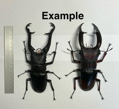 The Diversity of Life on Earth Giraffe Stag Beetle & Hexarthrius Mandibularis