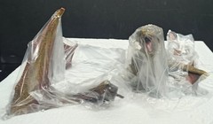 NEMESIS NOW GAME OF THRONES VISERION DRAGON STATUE 28cm MIB