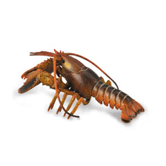 CollectA Realistic Animal Replica Lobster Deluxe Figure Ages 3 Years and Up