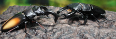 The Diversity of Life on Earth Advance Stag Beetle 02 w/ Display Stand & Wing