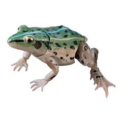 Black-spotted Pond Frog Figure Set of 4 Bandai Creature Encyclopedia Capsule Toy