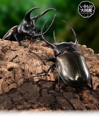 The Diversity of Life on Earth Beetle 10 Action Figure Bandai Capsule Toy
