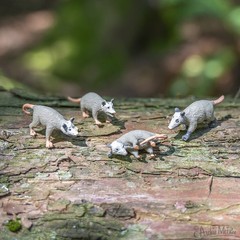Itty Bitty Possums (Bag of 8) – Miniature Animal Figurine Toys – Archie McPhee
