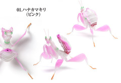 The Diversity of Life on Earth Mantis 03 Set of 6 Complete Bandai Capsule Toy