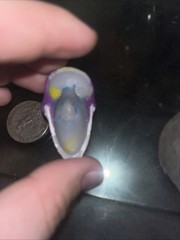 Custom The Maxx Head Pointy Teeth 1/6 Scale Painted With Homeless Cap