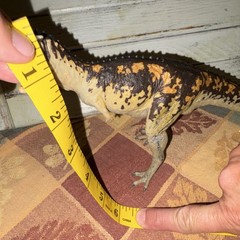 Carnotaurus action figure – orange & black plastic toy (7 inch)