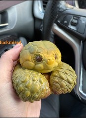 Alligator Snapping Turtle Figure Model Resin Collection Animal 8cm Doll Toys