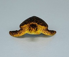 Lot Of 10 Turtles Hard Plastic And Rubber