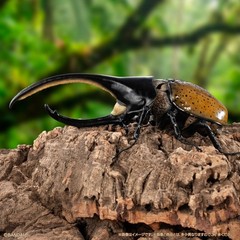 The Diversity of Life on Earth Advance Beetle 04 w/ stands Online version Bandai