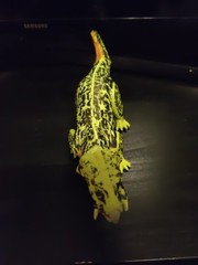 Member’s Mark Poseable Dinosaur Action Figure 2022 – BXA